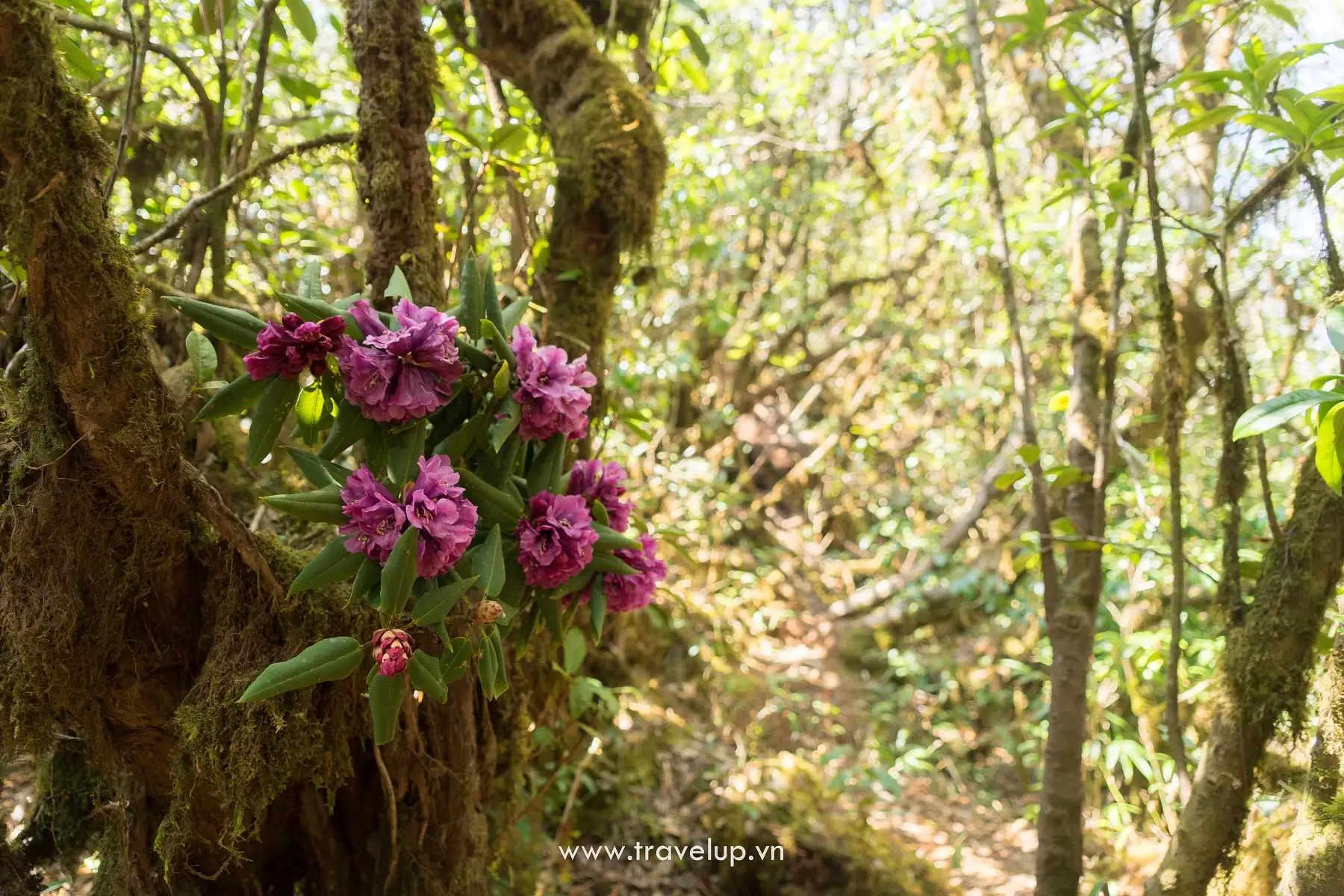 Nghiện trekking thì ko thể nào cai