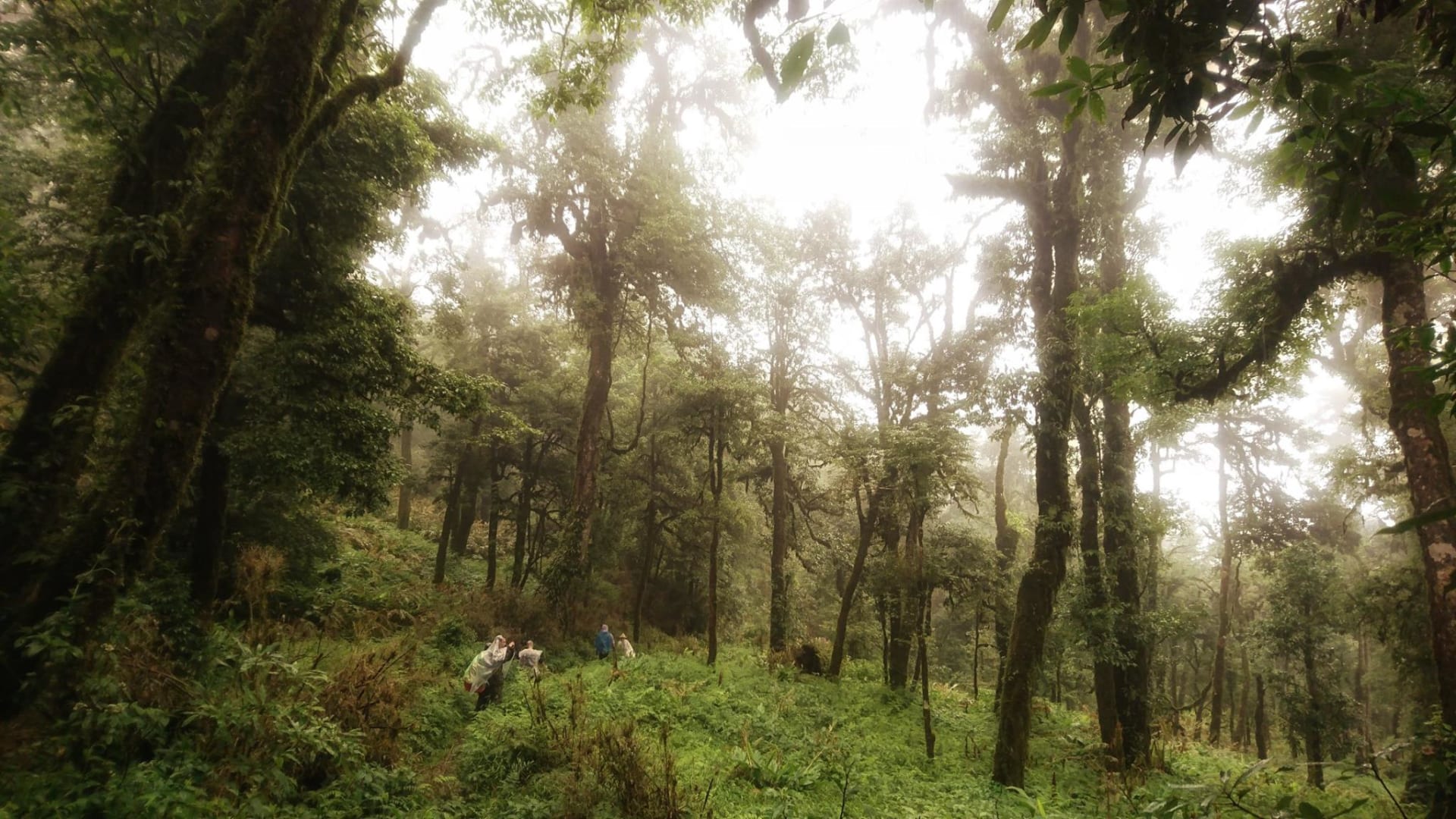 Tour leo núi Khang Su Văn- Cánh rừng cổ thụ ngàn năm