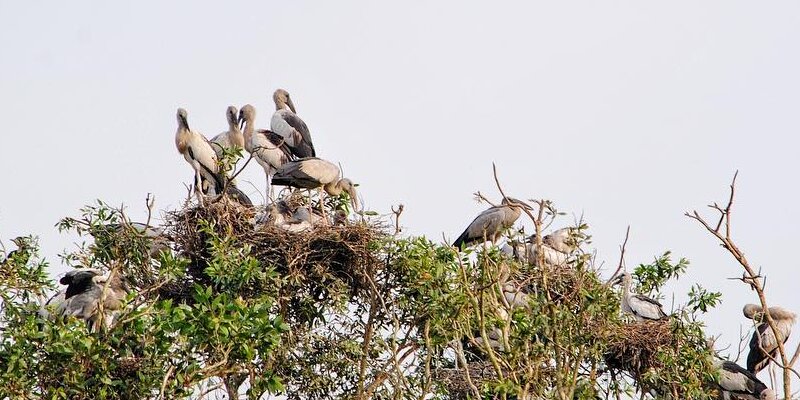 A group of birds on a treeDescription automatically generated with medium confidence